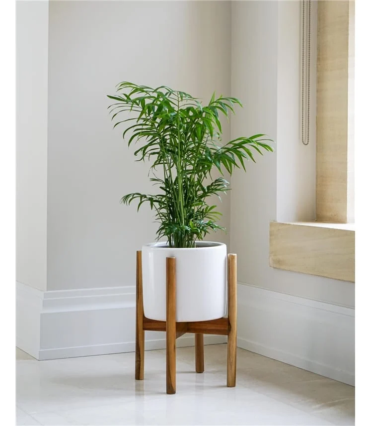 Hortology Plants Shop -Hortology Plants Shop 93522 mp446 white w 5