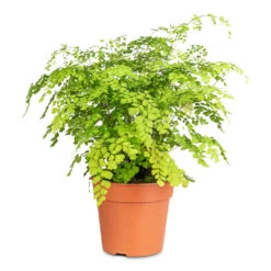 Adiantum Fragrans - Delta Maidenhair Fern 18 Adiantum Fragrans - Delta Maidenhair Fern -Hortology Plants Shop Adiantum Fragrans 17x40cm