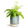 Adiantum Fragrans - Delta Maidenhair Fern