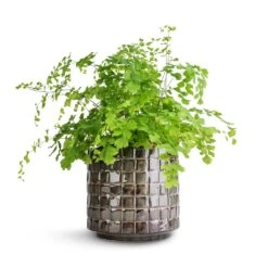 Stian Plant Pot - Moss Green -Hortology Plants Shop Adiantum Fragrans Delta Maidenhair Fern 13x30cm Stian Plant Pot Moss Green 16x15cm b2292858 d465 4b3a 9376 4f2c627cd99c