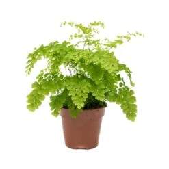Adiantum Fragrans - Delta Maidenhair Fern 13 Adiantum Fragrans - Delta Maidenhair Fern -Hortology Plants Shop Adiantum Fragrans Delta Maidenhair Fern