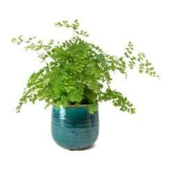 Iris Plant Pot - Turquoise 30 Iris Plant Pot - Turquoise -Hortology Plants Shop Adiantum Fragrans Delta Maidenhair Fern Iris Turquoise Plant Pot 7ff81823 54c5 489d 82bf 1e781bbaf5e1