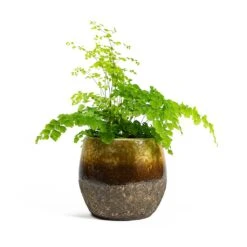 Adiantum Fragrans - Delta Maidenhair Fern 16 Adiantum Fragrans - Delta Maidenhair Fern -Hortology Plants Shop Adiantum Fragrans Delta Maidenhair Fern Lindy Plant Pot Ochre 5d518b23 6beb 426b 86b6 0043681e56a8