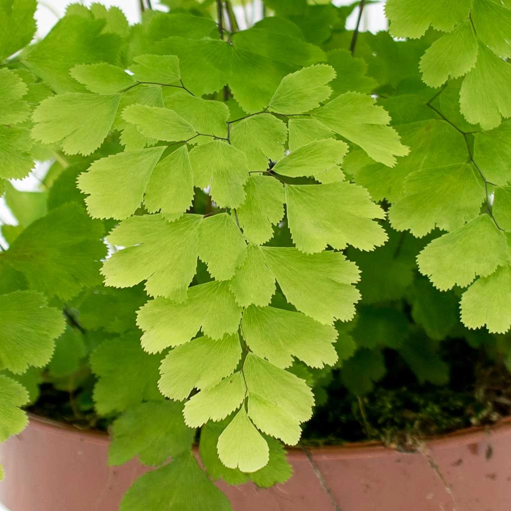 Adiantum Fragrans - Delta Maidenhair Fern 4 Adiantum Fragrans - Delta Maidenhair Fern - Image 2