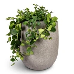 Grigio Tall Egg Pot Planter - Natural Concrete -Hortology Plants Shop Aeschynanthus Pink Polka Lipstick Plant 15x40cm Grigio Tall Balloon Planter Natural Concrete 40x50cm 1