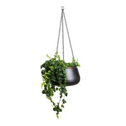 Sahara Hanging Plant Pot - Slate 14 Sahara Hanging Plant Pot - Slate -Hortology Plants Shop Aeschynanthus Rasta 15x40cm Sahara Hanging Pot Slate 24x16cm 1