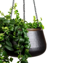 Sahara Hanging Plant Pot - Slate 18 Sahara Hanging Plant Pot - Slate -Hortology Plants Shop Aeschynanthus Rasta 15x40cm Sahara Hanging Pot Slate 24x16cm 2 1