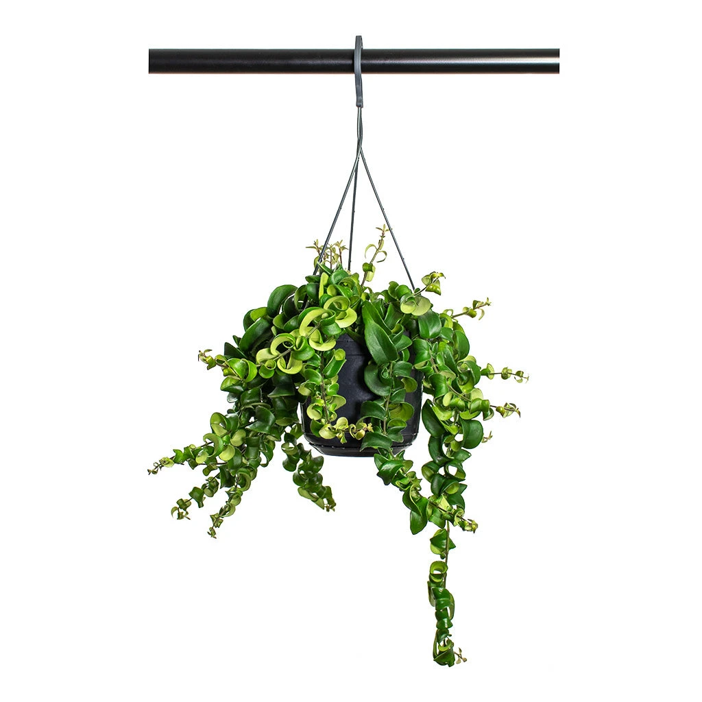 Aeschynanthus Rasta - Lipstick Plant 10 Aeschynanthus Rasta - Lipstick Plant - Image 8