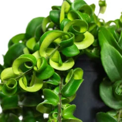 Aeschynanthus Rasta - Lipstick Plant 19 Aeschynanthus Rasta - Lipstick Plant -Hortology Plants Shop Aeschynanthus Rasta Lipstick Plant Close Up