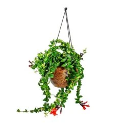Mya Hanging Planter - Shiny Mocha 17 Mya Hanging Planter - Shiny Mocha -Hortology Plants Shop Aeschynanthus Rasta Lipstick Plant Mya Hanging Planter Shiny Mocha 021dd599 e96a 4584 a075 46b15cd42646