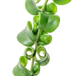 Aeschynanthus Rasta - Lipstick Plant 17 Aeschynanthus Rasta - Lipstick Plant -Hortology Plants Shop Aeschynanthus Rasta Lipstick Plant SWATCH 2