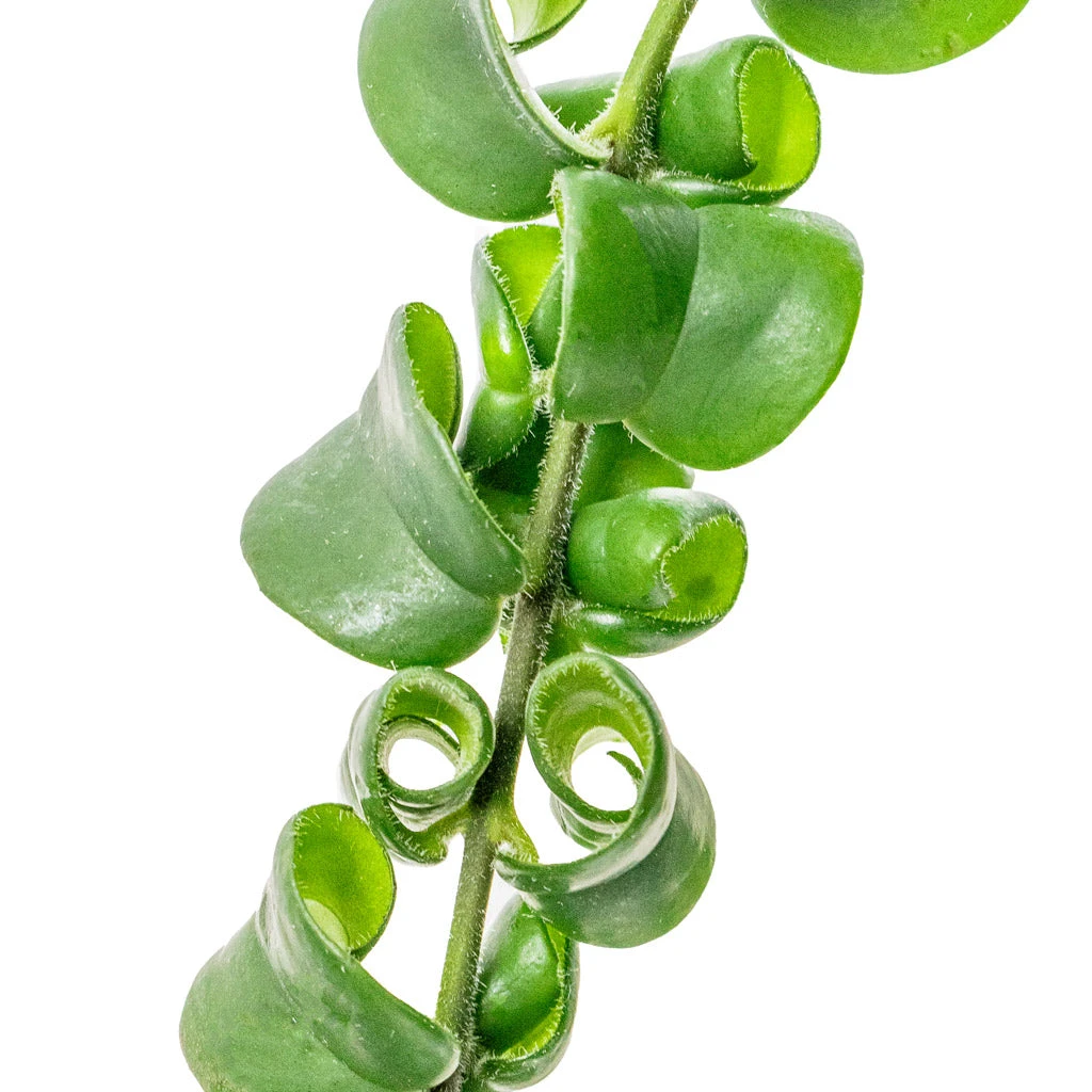 Aeschynanthus Rasta - Lipstick Plant 7 Aeschynanthus Rasta - Lipstick Plant - Image 5