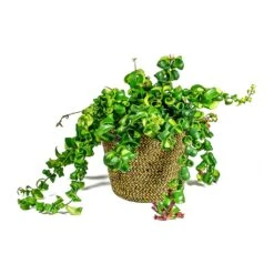 Selin Plant Basket - Camel 14 Selin Plant Basket - Camel -Hortology Plants Shop Aeschynanthus Rasta Lipstick Plant Selin Plant Basket Camel plant pot e7ce29ea ee4d 4a82 bf04 767b82ff0c36
