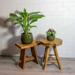 Tradescantia Zebrina - Inch Plant 30 Tradescantia Zebrina - Inch Plant -Hortology Plants Shop Aglaonema B.J. Freedman Chinese Evergreen Tradescantia zebrina Inch Plant mischa green plant pot 481e7330 55a0 4ed4 9c3f 7860584d04ab