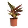 Aglaonema Chocolate - Chinese Evergreen 1 Aglaonema Chocolate - Chinese Evergreen -Hortology Plants Shop Aglaonema Chocolate Chinese Evergreen 14cm