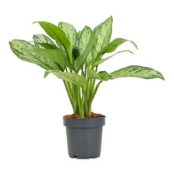 Aglaonema Maria - Chinese Evergreen 30 Aglaonema Maria - Chinese Evergreen -Hortology Plants Shop Aglaonema Christina 12x30cm