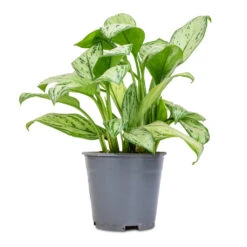 Aglaonema Christina - Chinese Evergreen 13 Aglaonema Christina - Chinese Evergreen -Hortology Plants Shop Aglaonema Christina Chinese Evergreen 14x35cm
