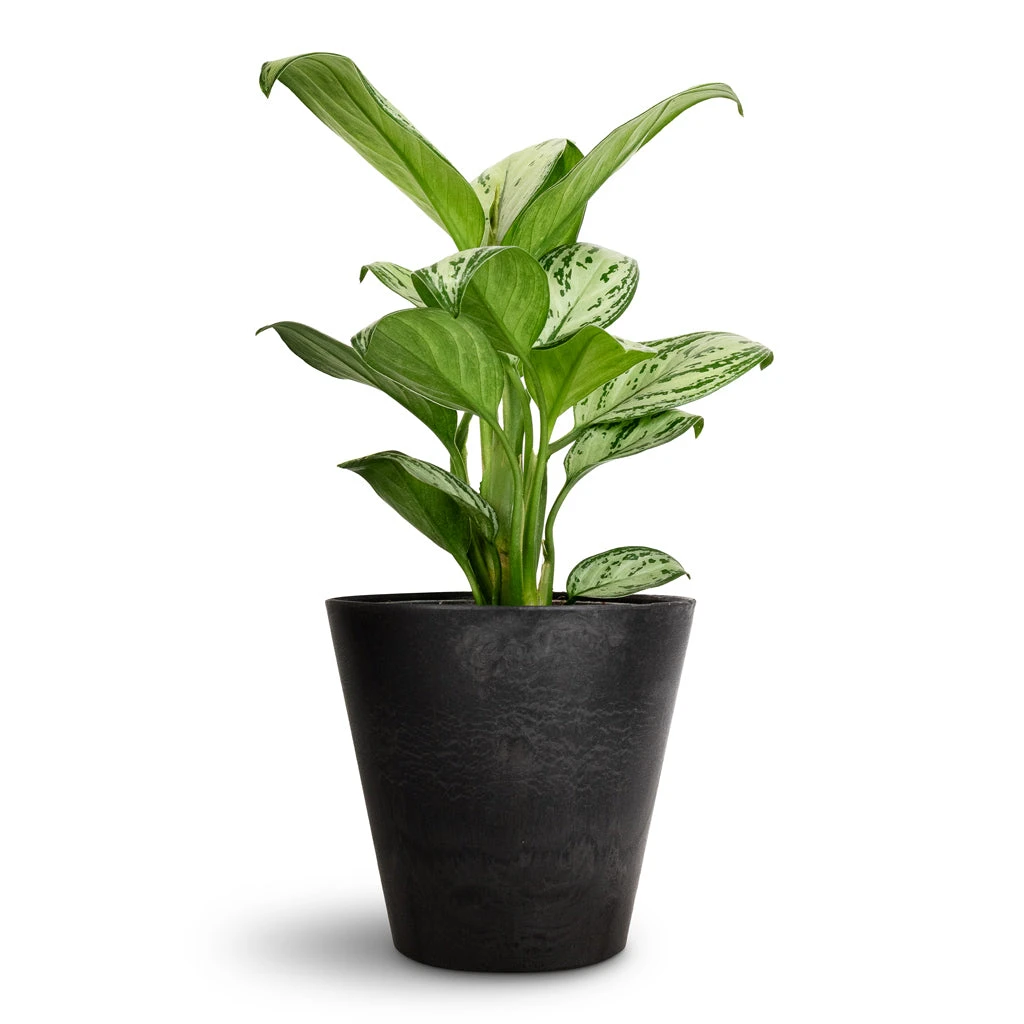 Aglaonema Christina - Chinese Evergreen 6 Aglaonema Christina - Chinese Evergreen - Image 4