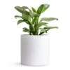 Aglaonema Christina - Chinese Evergreen -Hortology Plants Shop Aglaonema Christina Chinese Evergreen 14x35cm Puk Planter Matt White 20x20cm