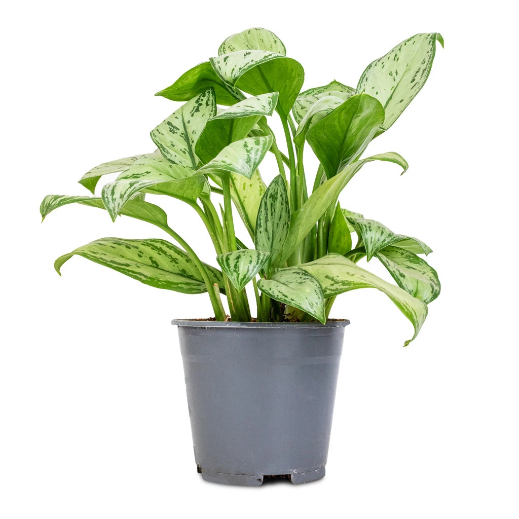 Aglaonema Christina - Chinese Evergreen 5 Aglaonema Christina - Chinese Evergreen - Image 3