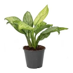 Aglaonema Christina - Chinese Evergreen 16 Aglaonema Christina - Chinese Evergreen -Hortology Plants Shop Aglaonema Christina Chinese Evergreen