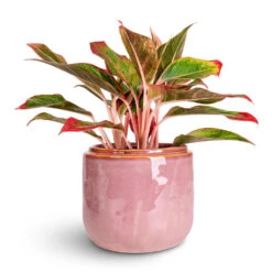 Mabel Plant Pot - Cherry -Hortology Plants Shop Aglaonema Crete 12x25cm Mabel Pot Cherry 15x13cm