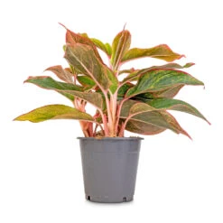 Aglaonema Crete - Chinese Evergreen -Hortology Plants Shop Aglaonema Crete Chinese Evergreen 12x25cm