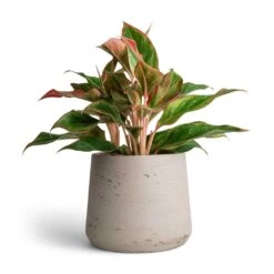 Aglaonema Crete - Chinese Evergreen -Hortology Plants Shop Aglaonema Crete Chinese Evergreen 12x25cm Patt Plant Pot Grey Washed 17x14cm