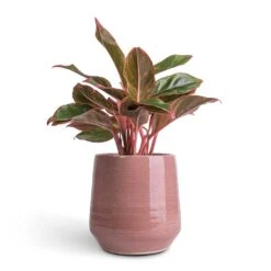 Aglaonema Crete - Chinese Evergreen -Hortology Plants Shop Aglaonema Crete Chinese Evergreen 12x25cm Remi Plant Pot Pink 18x19cm b699597c e3b8 4687 99fb 75c93a7c4ca6