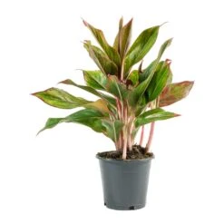 Aglaonema Crete - Chinese Evergreen -Hortology Plants Shop Aglaonema Crete Chinese Evergreen