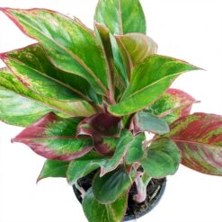 Aglaonema Crete - Chinese Evergreen -Hortology Plants Shop Aglaonema Crete Chinese Evergreen Leaves
