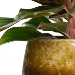 Aglaonema Crete - Chinese Evergreen -Hortology Plants Shop Aglaonema Crete Chinese Evergreen Lindy Plant Pot Ochre Close Up be0c6f66 4517 4a84 88ea d9ad39e1080a