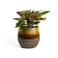 Aglaonema Crete - Chinese Evergreen -Hortology Plants Shop Aglaonema Crete Chinese Evergreen Lindy Plant Pot Ochre ef37a1ee 6836 421c 8ed8 a8094bed3ad4