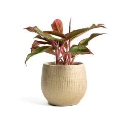 Aglaonema Crete - Chinese Evergreen -Hortology Plants Shop Aglaonema Crete Chinese Evergreen Ryan Plant Pot Sand Gold 905bf1a7 16ef 47ef a97b e5fe73b429e3
