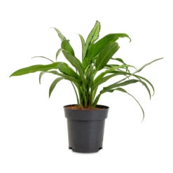 Aglaonema Cutlass - Chinese Evergreen 19 Aglaonema Cutlass - Chinese Evergreen -Hortology Plants Shop Aglaonema Cutlass 14x40cm