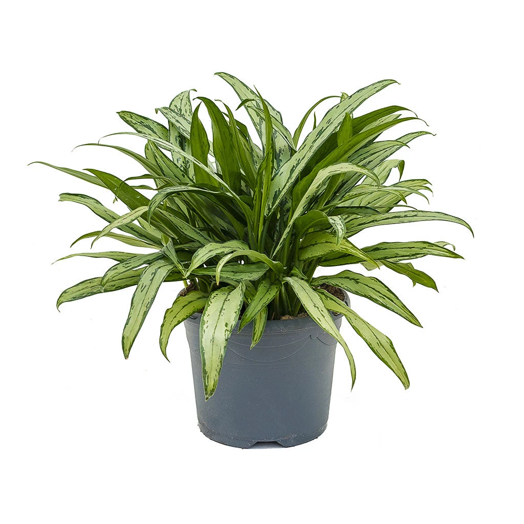 Aglaonema Cutlass - Chinese Evergreen 5 Aglaonema Cutlass - Chinese Evergreen - Image 3