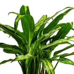 Aglaonema Cutlass - Chinese Evergreen 17 Aglaonema Cutlass - Chinese Evergreen -Hortology Plants Shop Aglaonema Cutlass Chinese Evergreen Houseplant 12x35cm Bunch Leaf