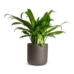 Charlie Plant Pot - Black Washed -Hortology Plants Shop Aglaonema Cutlass Chinese Evergreen Houseplant 12x35cm Charlie Plant Pot Black Washed 15x15cm 7adde265 9d0f 4497 96e9 beea737ed68b