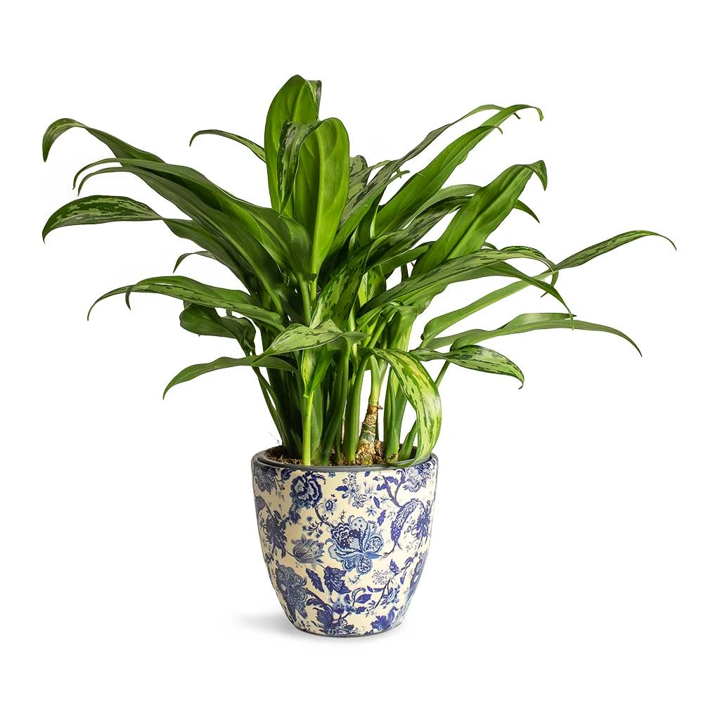 Aglaonema Cutlass - Chinese Evergreen 11 Aglaonema Cutlass - Chinese Evergreen - Image 9