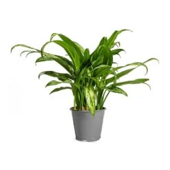 Aglaonema Cutlass - Chinese Evergreen 15 Aglaonema Cutlass - Chinese Evergreen -Hortology Plants Shop Aglaonema Cutlass Chinese Evergreen Houseplant 12x35cm Small