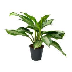 Aglaonema Diamond Bay - Chinese Evergreen 18 Aglaonema Diamond Bay - Chinese Evergreen -Hortology Plants Shop Aglaonema Diamond Bay Chinese Evergreen 17x55cm