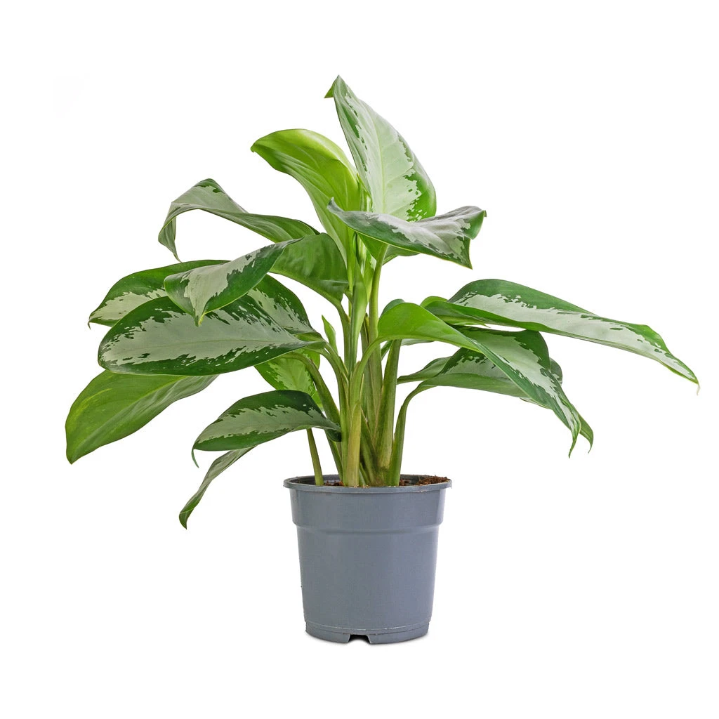 Aglaonema Diamond Bay - Chinese Evergreen 5 Aglaonema Diamond Bay - Chinese Evergreen - Image 3