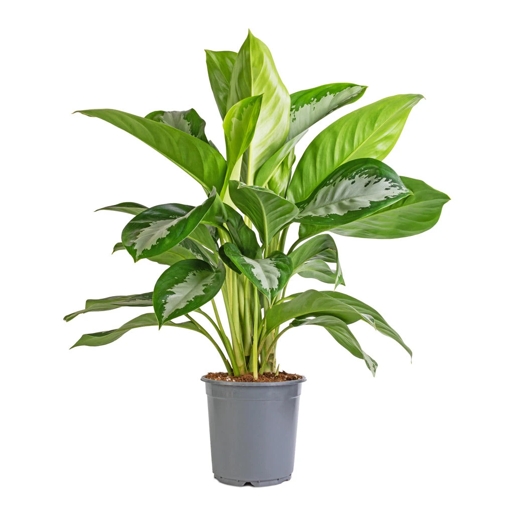 Aglaonema Diamond Bay - Chinese Evergreen 6 Aglaonema Diamond Bay - Chinese Evergreen - Image 4