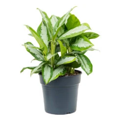 Aglaonema Diamond Bay - Chinese Evergreen 17 Aglaonema Diamond Bay - Chinese Evergreen -Hortology Plants Shop Aglaonema Diamond Bay Chinese Evergreen 30cm