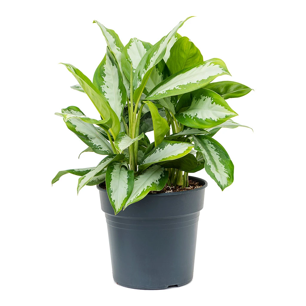Aglaonema Diamond Bay - Chinese Evergreen 8 Aglaonema Diamond Bay - Chinese Evergreen - Image 6