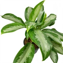 Aglaonema Diamond Bay - Chinese Evergreen 16 Aglaonema Diamond Bay - Chinese Evergreen -Hortology Plants Shop Aglaonema Diamond Bay Chinese Evergreen Leaves