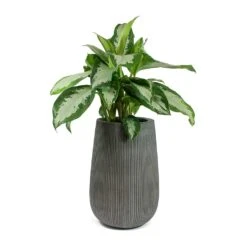 Aglaonema Diamond Bay - Chinese Evergreen 19 Aglaonema Diamond Bay - Chinese Evergreen -Hortology Plants Shop Aglaonema Diamond Bay Chinese Evergreen Patt High Plant Vase Ridged Dark Grey 99381b0b 421d 4304 b9db a920ab7fc167