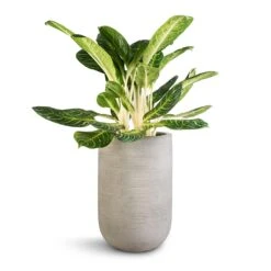 Cody Ridged Tall Planter - Cement 16 Cody Ridged Tall Planter - Cement -Hortology Plants Shop Aglaonema Key Lime Chinese Evergreen Cody Plant Vase Ridged Cement 35x55cm