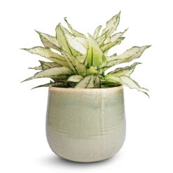 Iris Plant Pot - Mint 28 Iris Plant Pot - Mint -Hortology Plants Shop Aglaonema Kiwi Chinese Evergreen 19x45cm Iris Plant Pot Mint 26x21cm c1872cc2 3997 433f a403 7d8451cd9542
