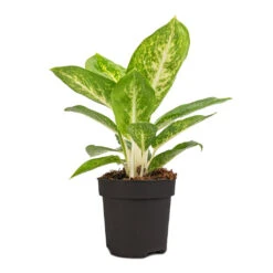 Aglaonema Lemon Mint - Chinese Evergreen 16 Aglaonema Lemon Mint - Chinese Evergreen -Hortology Plants Shop Aglaonema Lemon Mint 12cm
